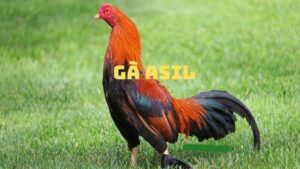 Gà Asil – Giống Gà Lai Tạo Dũng Mãnh Và Thiện Chiến