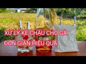 Gà Bị Ké Chậu Là Bệnh Gì? Nguyên Nhân Và Cách Chữa Trị