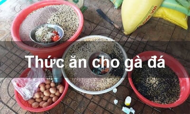 Lý do cần quan tâm đến cách pha trộn thức ăn cho gà đá